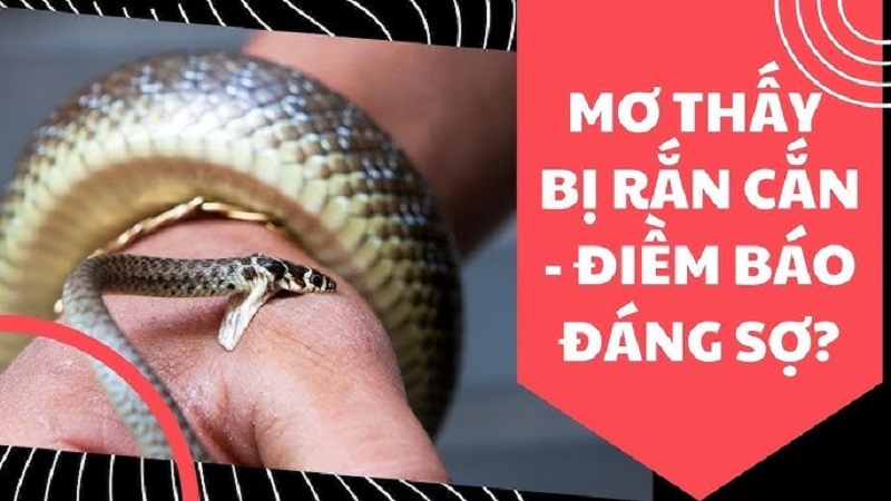 Nằm mơ thấy rắn: Giải mã điềm báo tâm linh và con số may mắn khởi vận