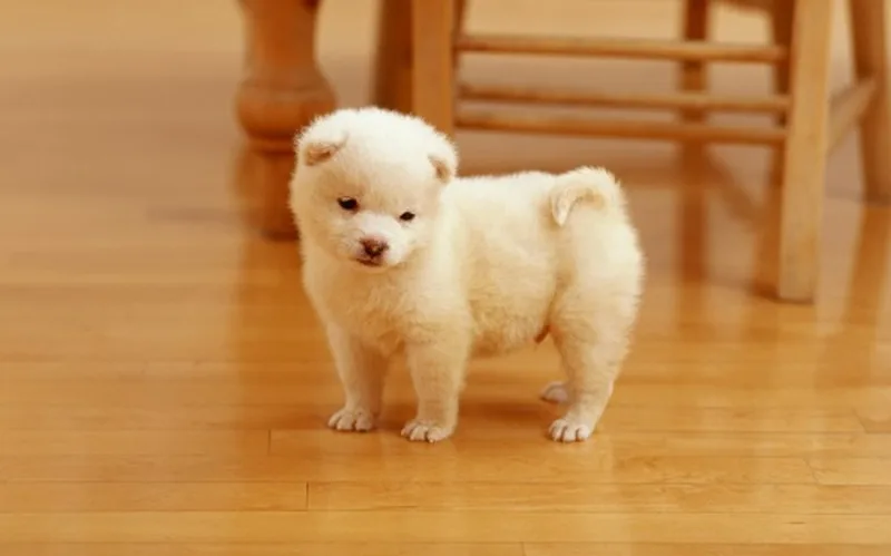 Chó con chạy vào nhà thường được liên hệ với niềm vui, sự kết nối và cơ hội mới