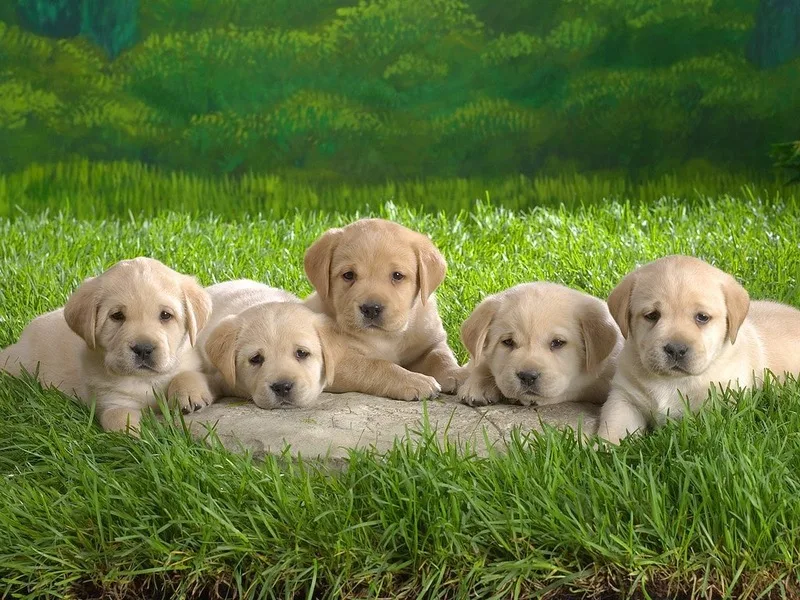 Một đàn chó con có thể tượng trưng cho nhiều niềm vui hoặc nhiều trách nhiệm cùng lúc
