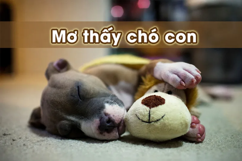 Mơ thấy chó con thường gợi đến tình cảm, sự trung thành và những khởi đầu mới
