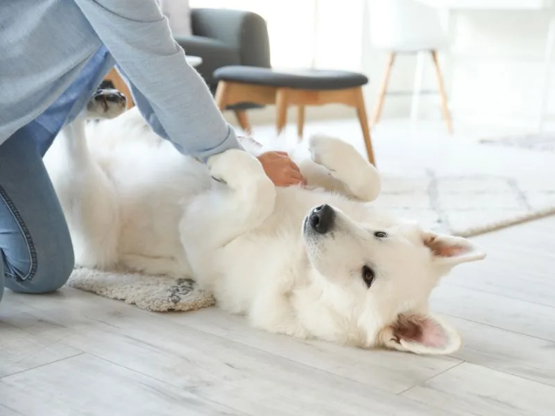 Chó trắng cắn có thể phản ánh sự thất vọng đối với một người từng được tin tưởng hoặc đánh giá tích cực.