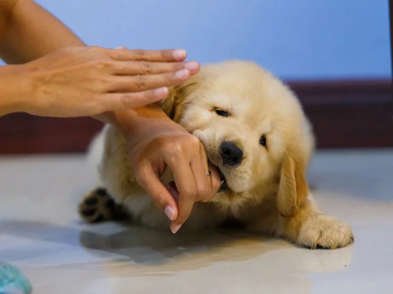 Nhìn thấy người khác bị chó cắn có thể phản ánh sự lo lắng cho người thân hoặc cảm giác bất lực trước vấn đề của họ.
