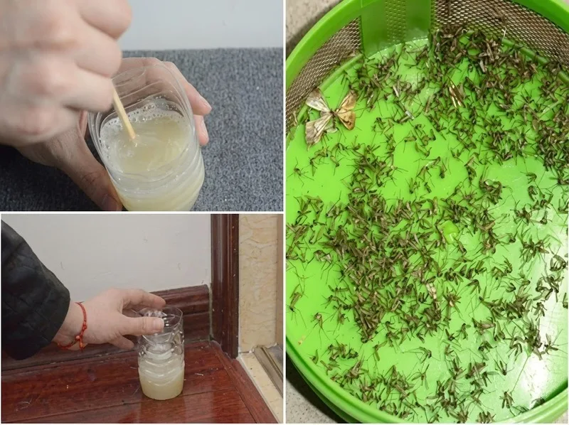 Bẫy muỗi tự chế có thể dùng như giải pháp hỗ trợ, nhưng cần vệ sinh thường xuyên để tránh tạo thêm nơi đọng nước.